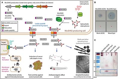 Exploiting Zebrafish Xenografts for Testing the in vivo Antitumorigenic Activity of Microcin E492 Against Human Colorectal Cancer Cells